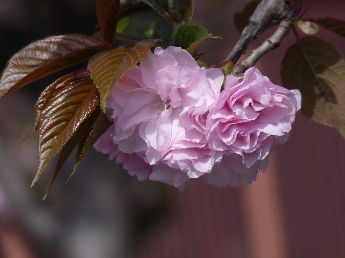 引人注目的樱花
