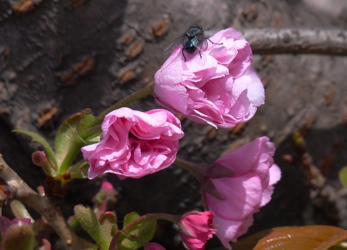 引人注目的樱花