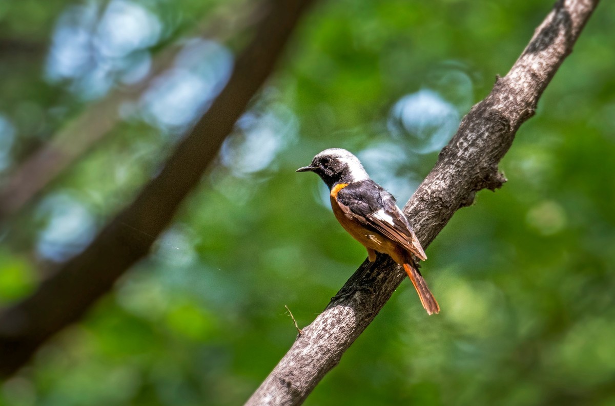 北红尾鸲（十二）
