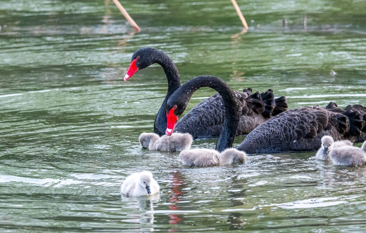黑天鹅的一家子（二）