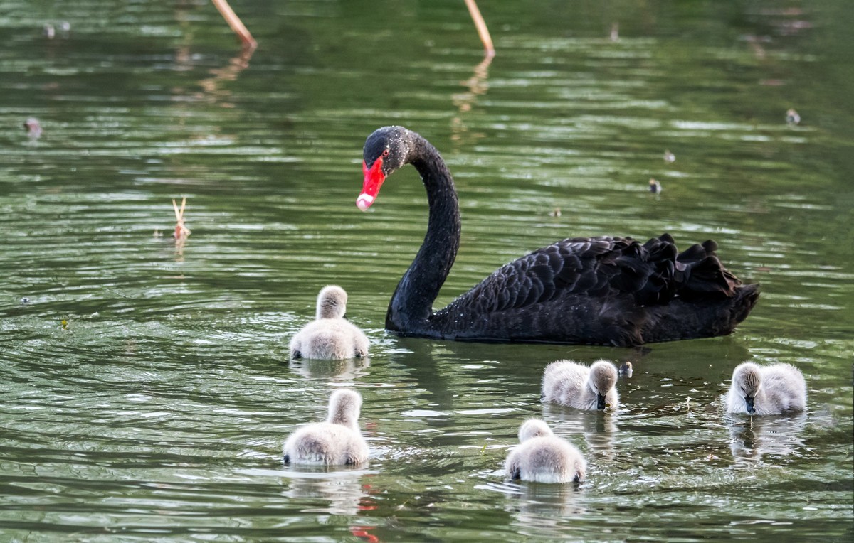 黑天鹅的一家子（二）