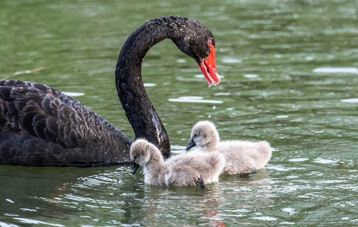 黑天鹅的一家子（二）