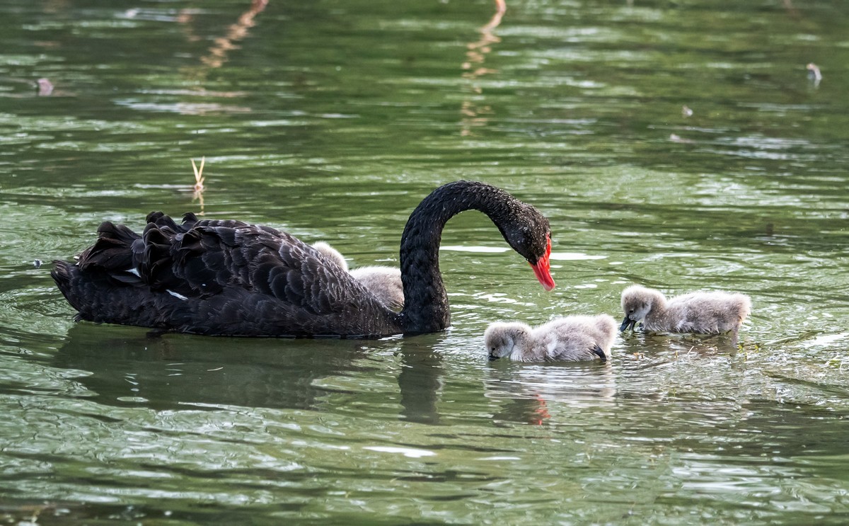 黑天鹅的一家子（二）