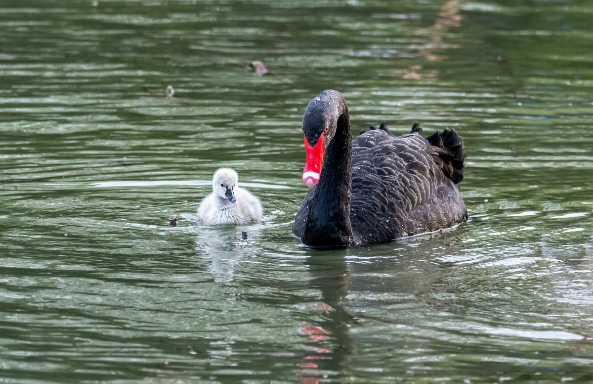 黑天鹅的一家子（二）