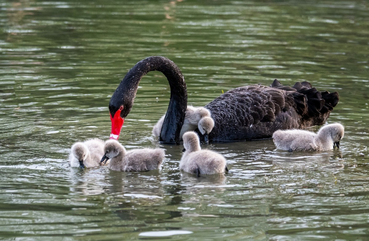 黑天鹅的一家子（二）