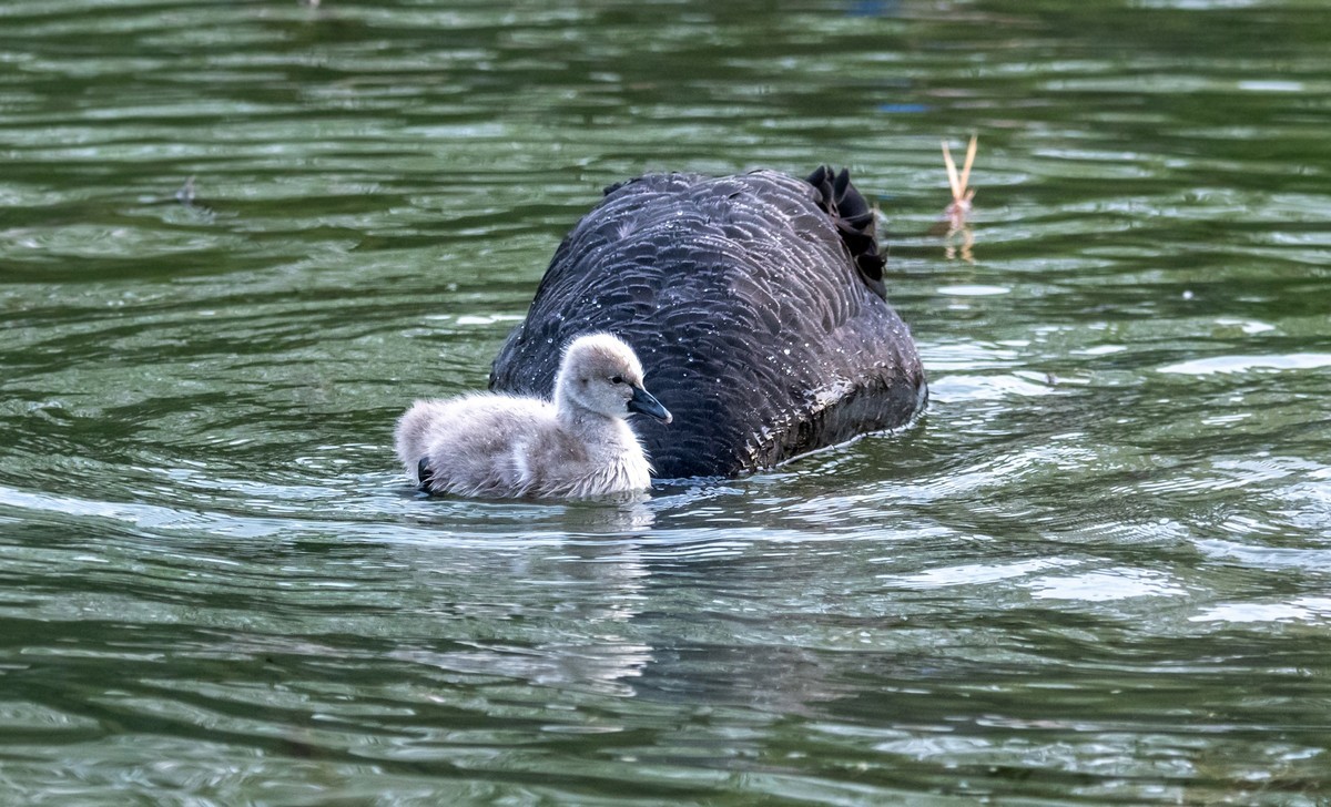 黑天鹅的一家子（二）