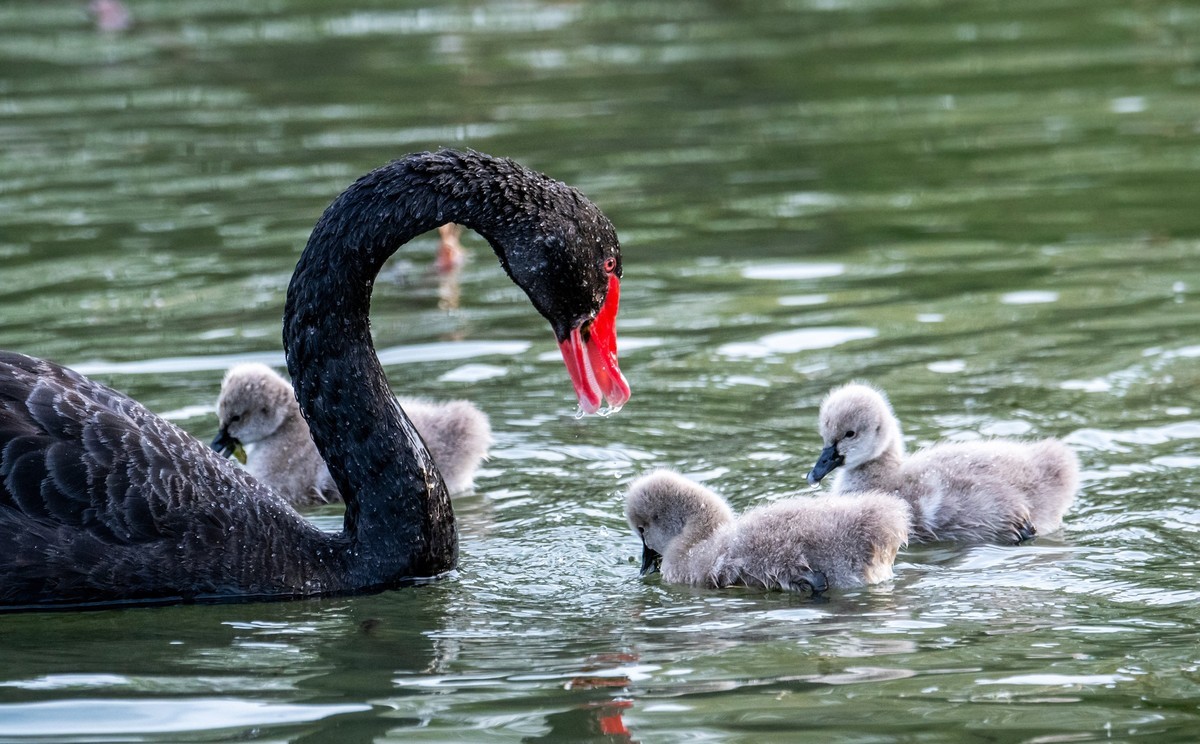 黑天鹅的一家子（二）