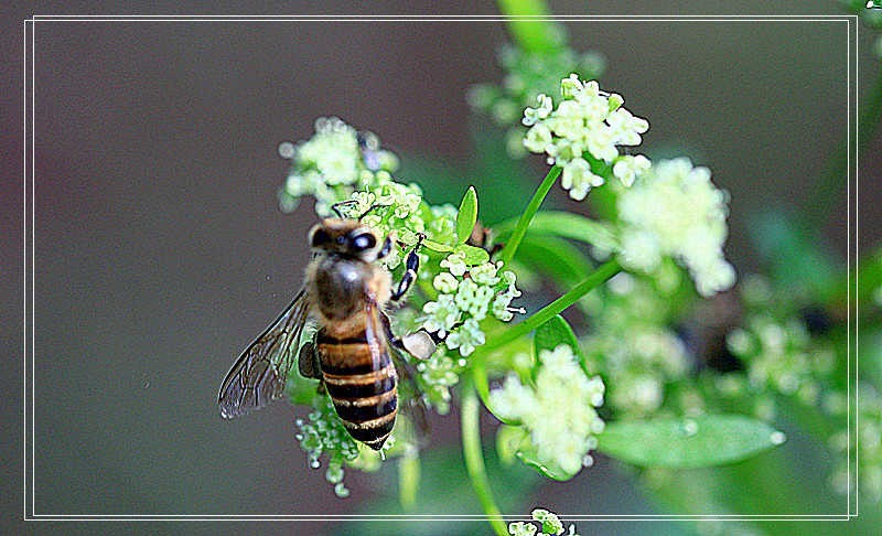 上海疫情疯控期间翻箱底图片见光之二————花卉微距