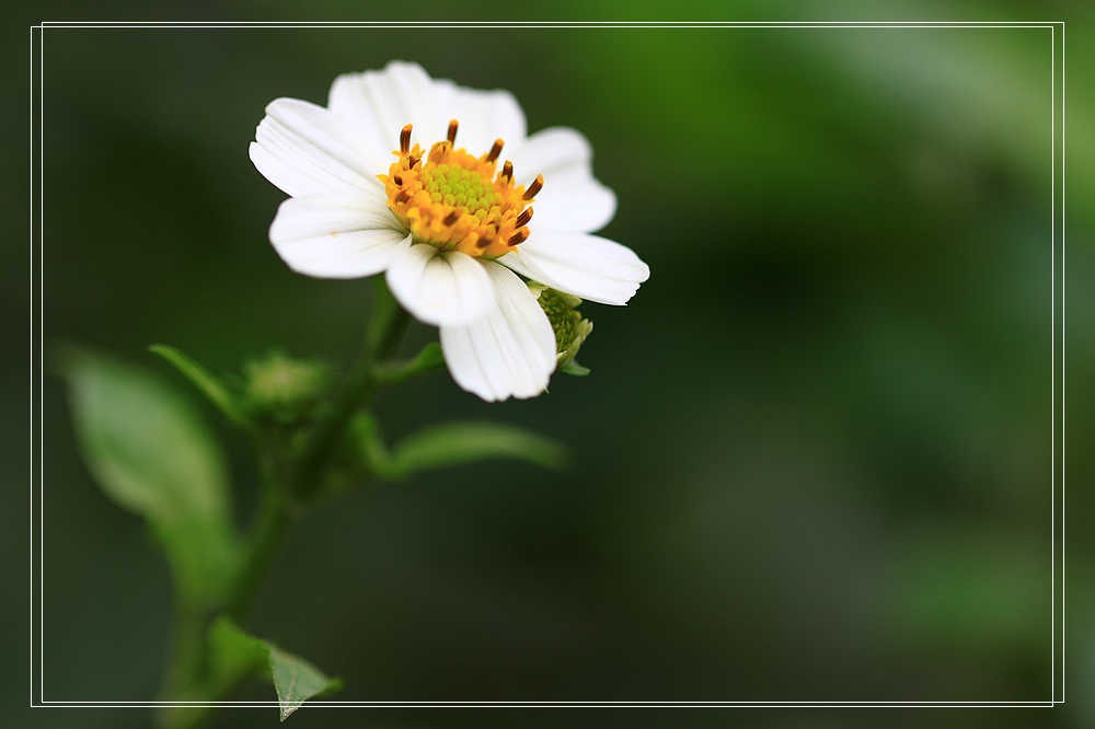 上海疫情疯控期间翻箱底图片见光之二————花卉微距