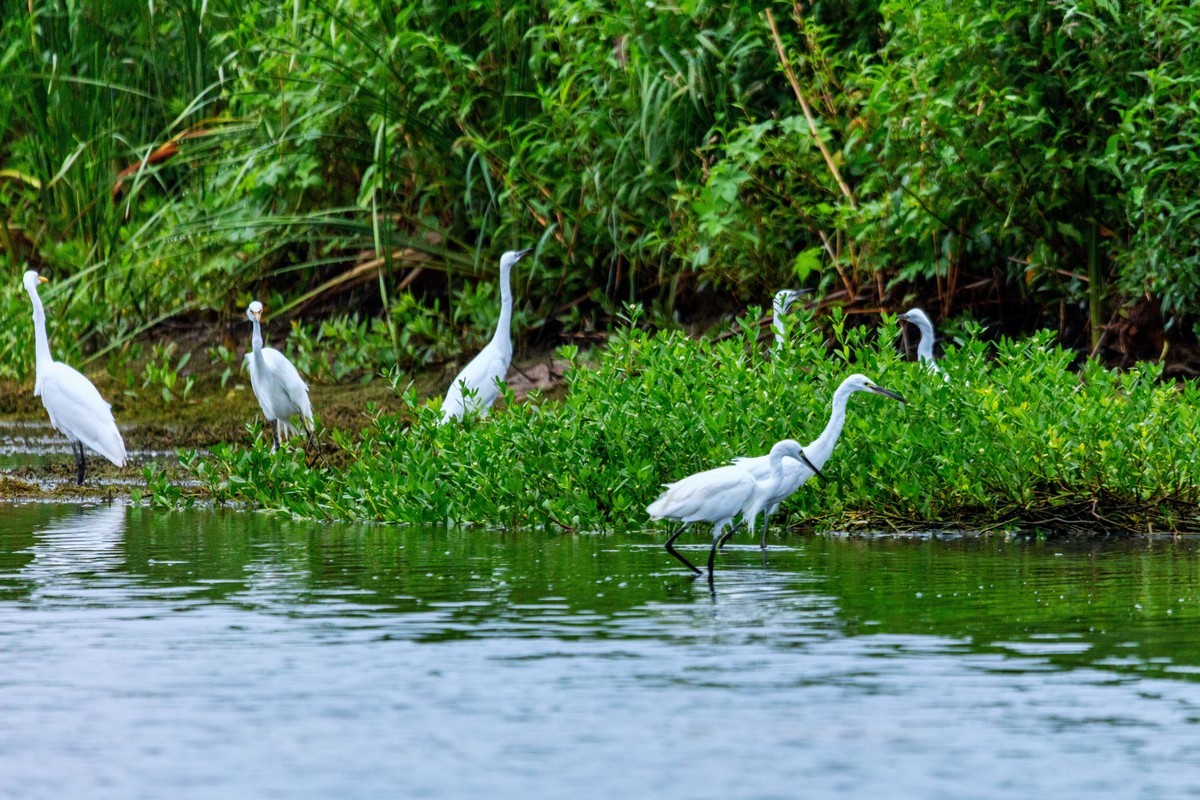 一行白鹭上青天