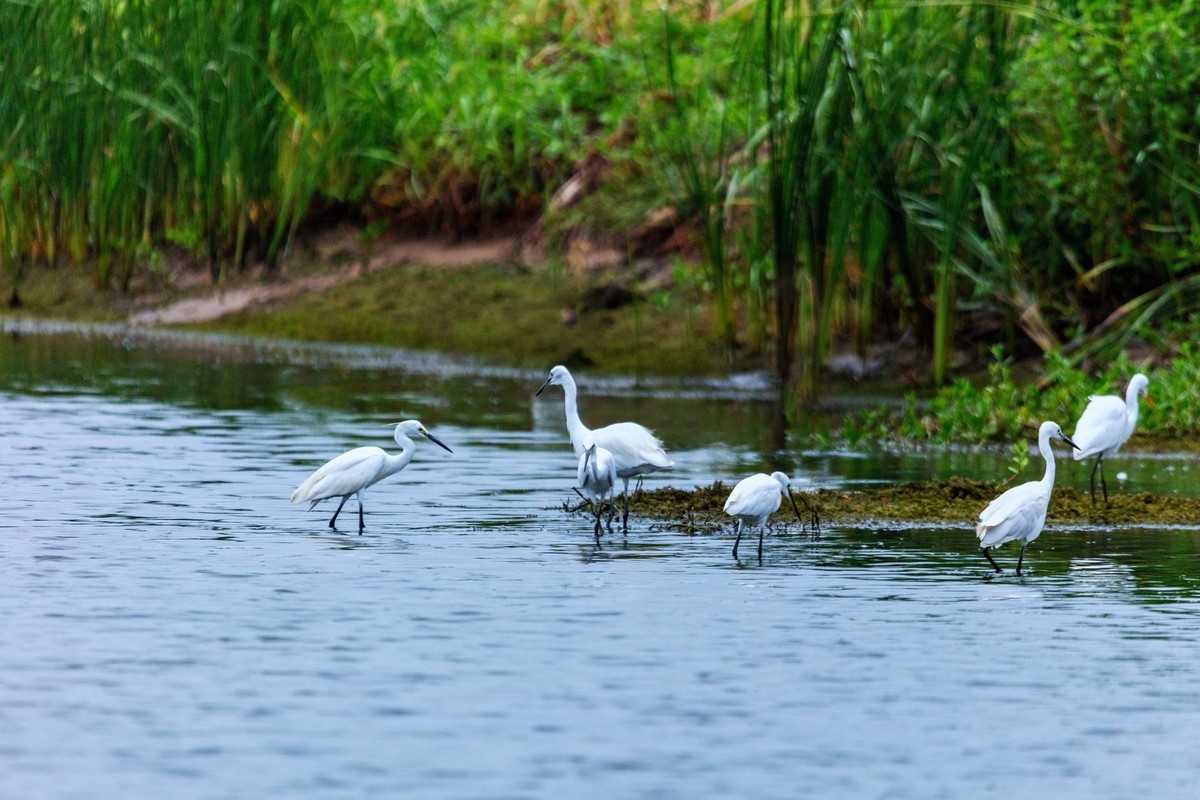 一行白鹭上青天