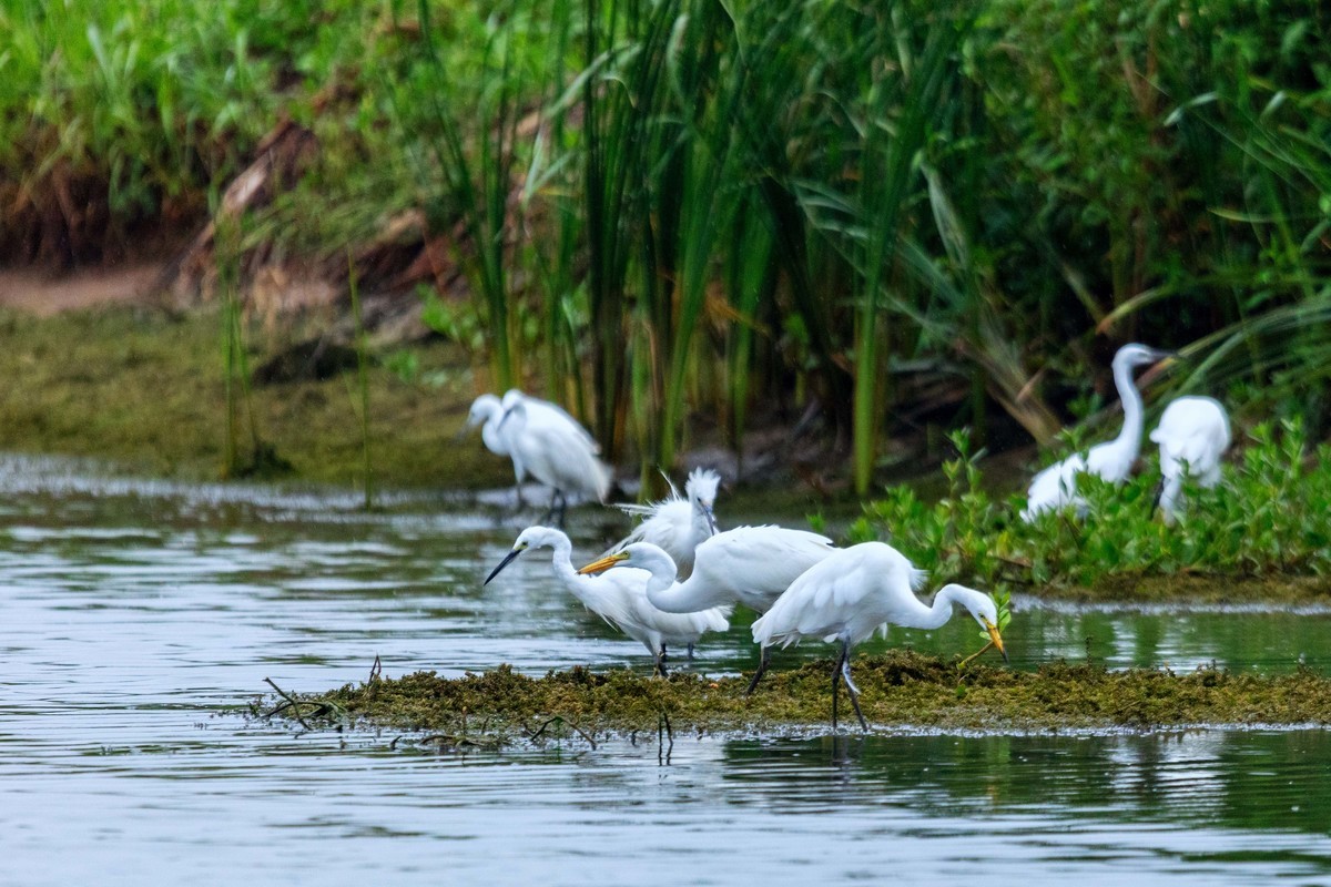一行白鹭上青天