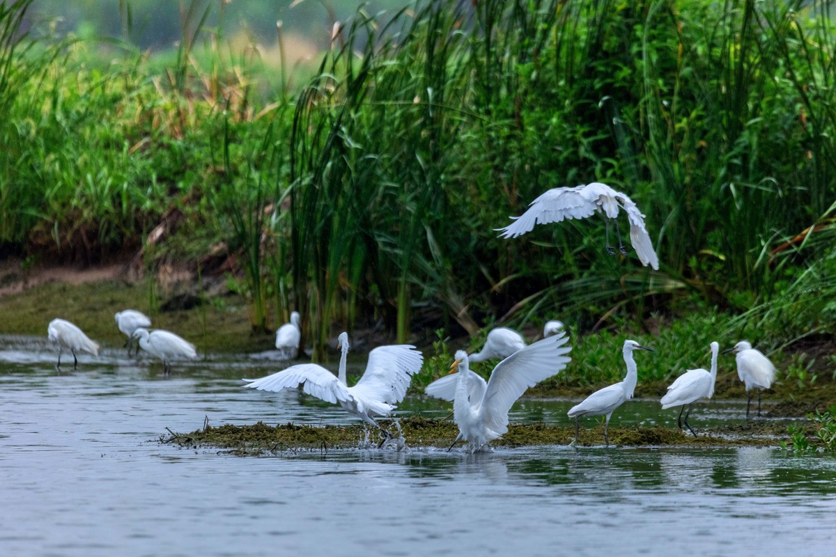 一行白鹭上青天