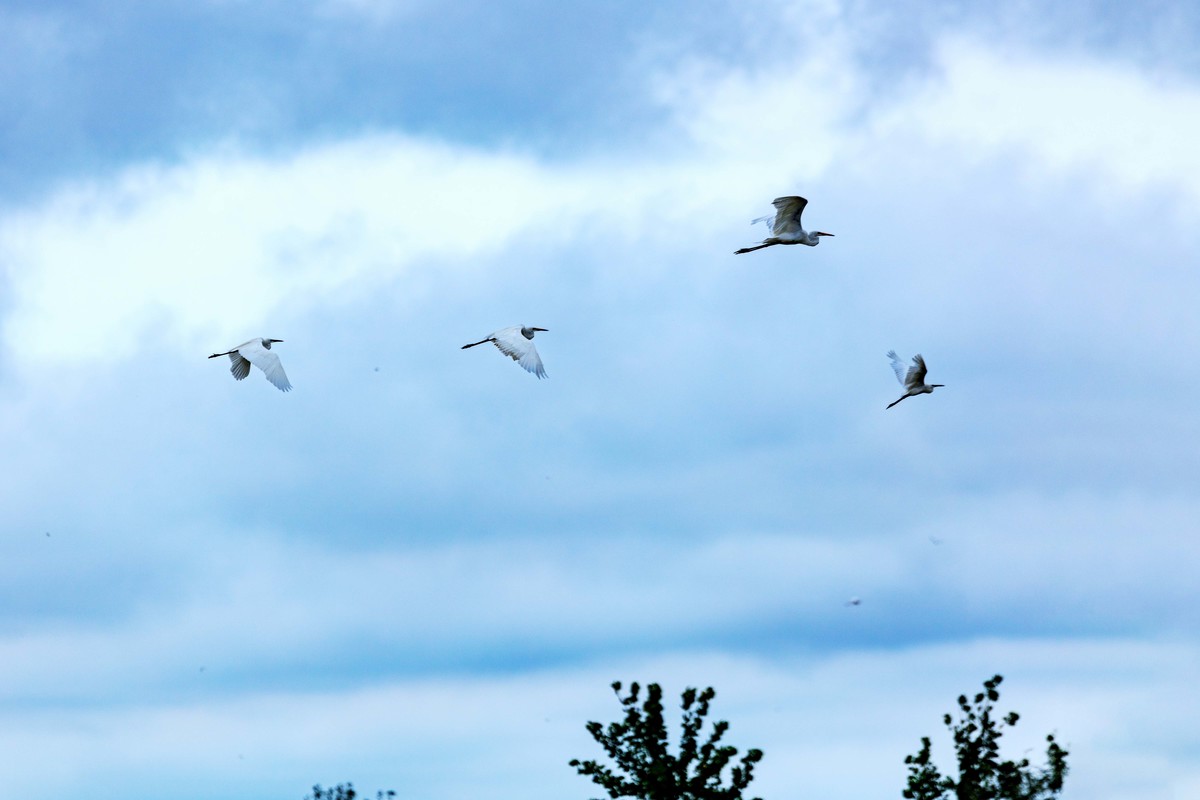 一行白鹭上青天
