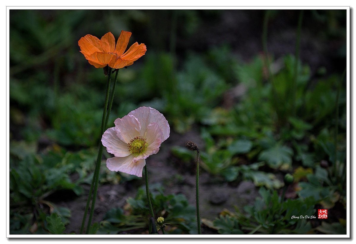 花花草草（五十四）