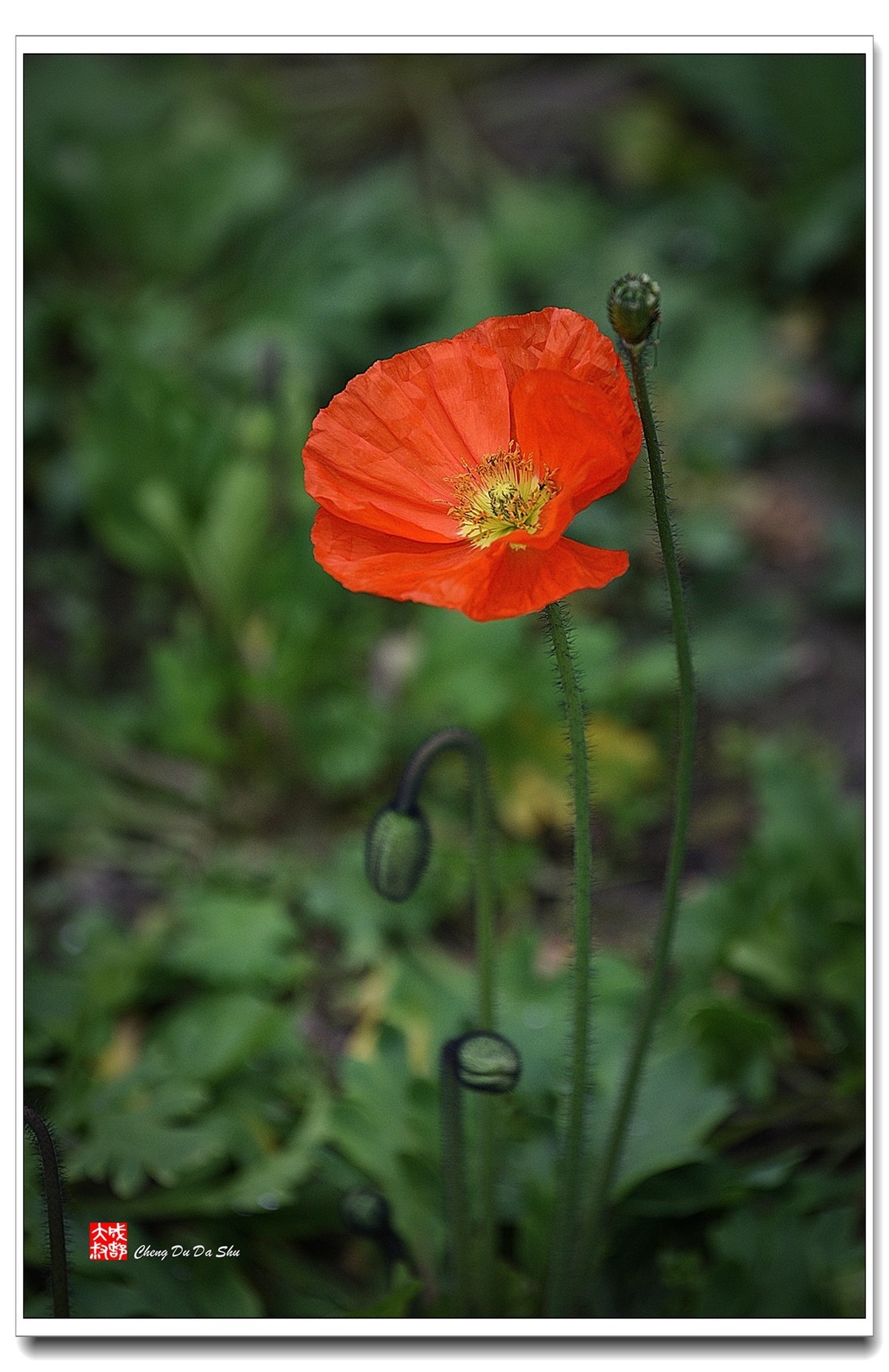 花花草草（五十四）