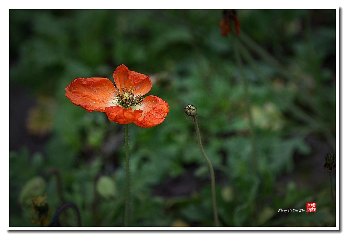 花花草草（五十四）