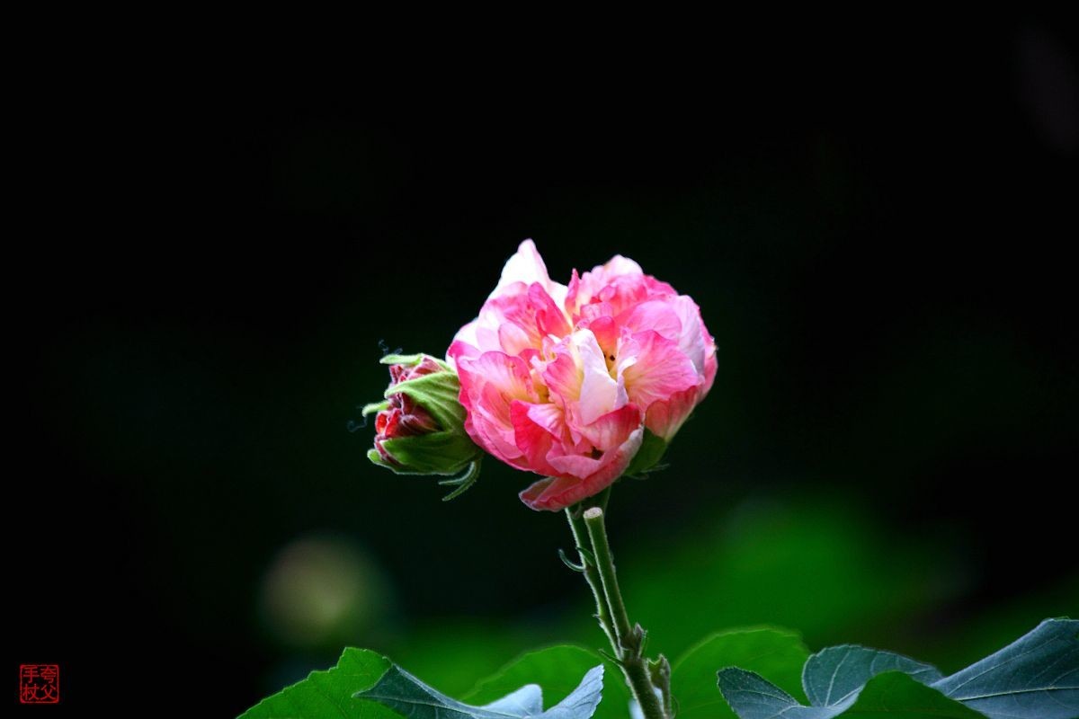 封控中，只能在小区内随拍（一）