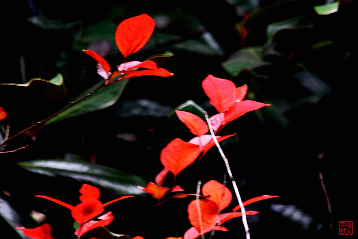 封控中，只能在小区内随拍（一）