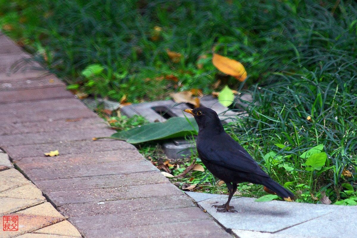 封控中，只能在小区内随拍（一）