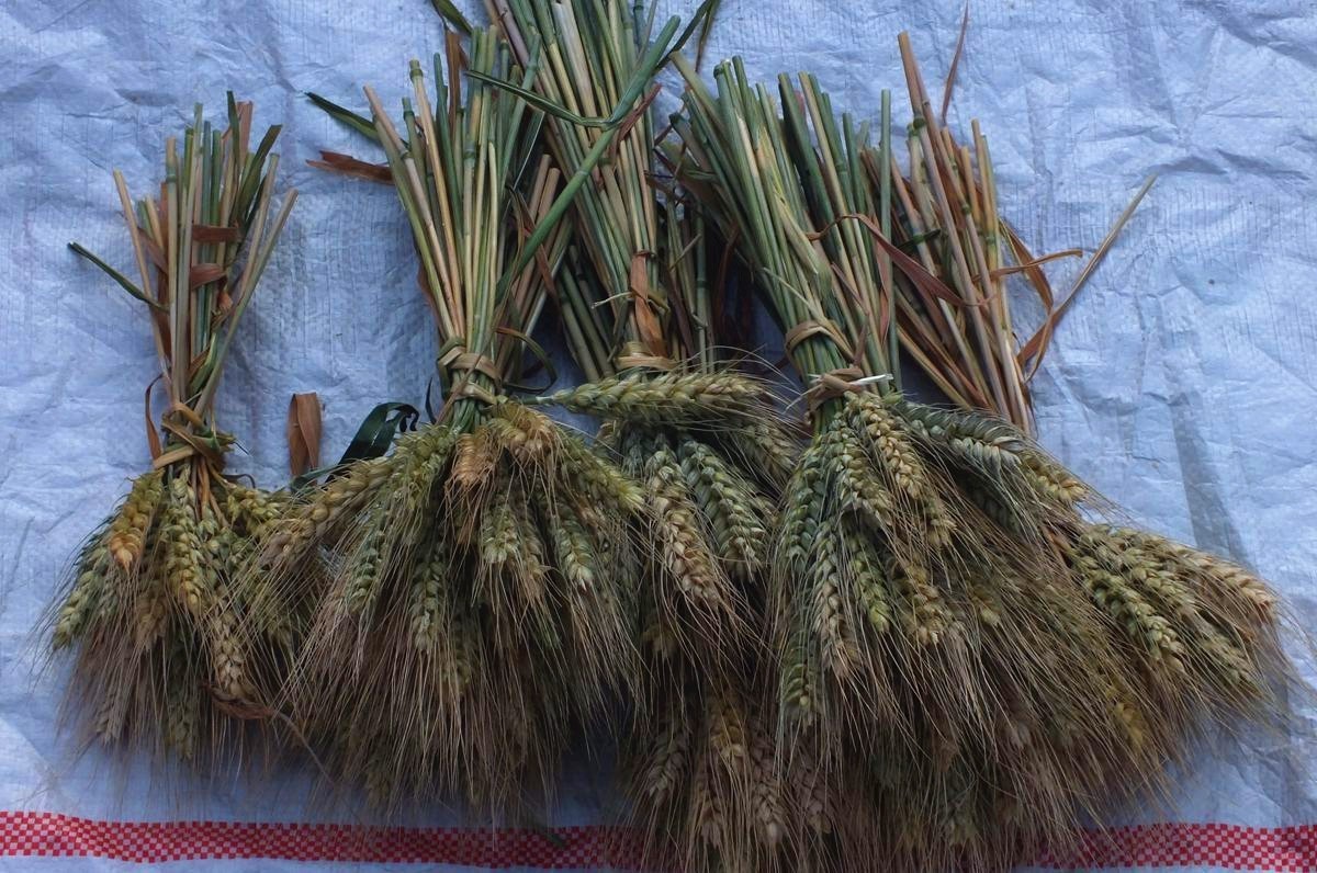 初夏早市掠影-22P