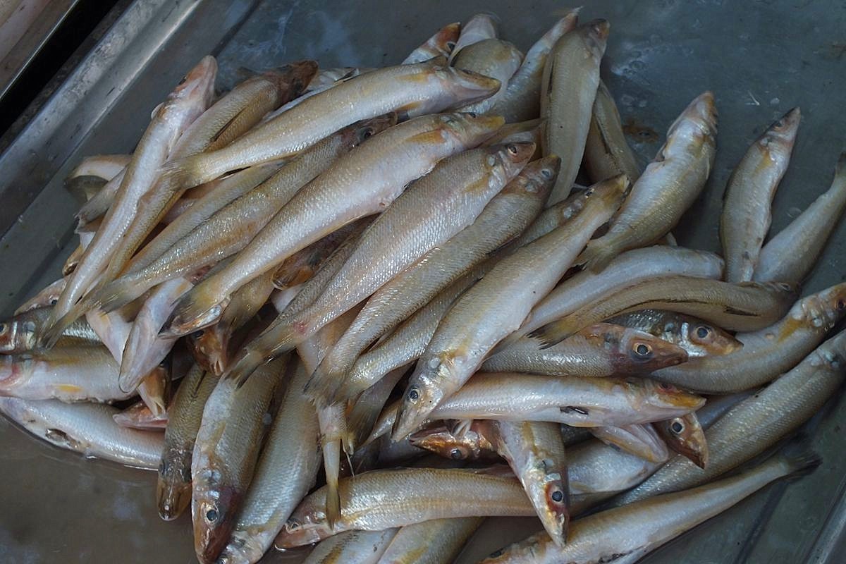 初夏早市掠影-22P