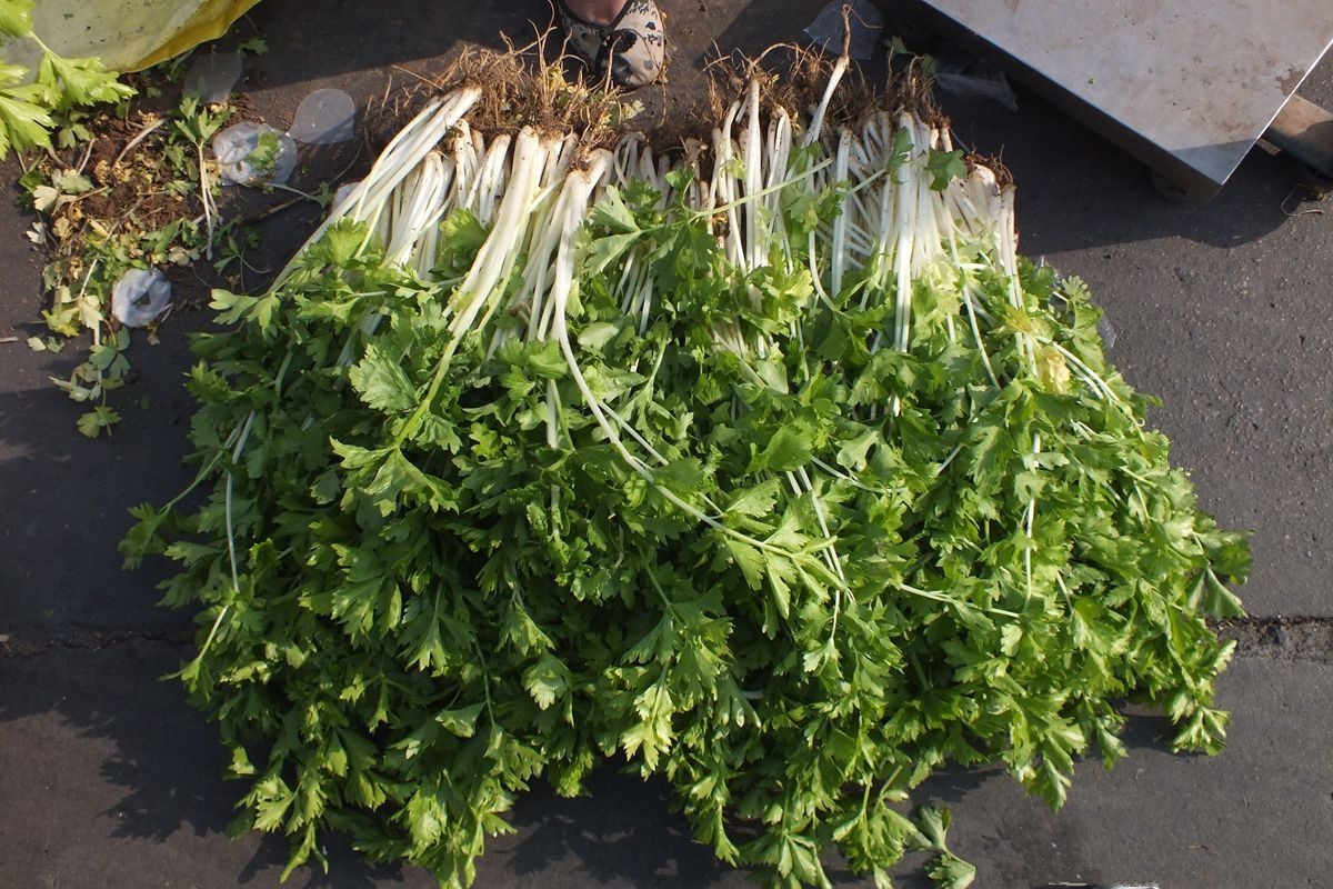 初夏早市掠影-22P