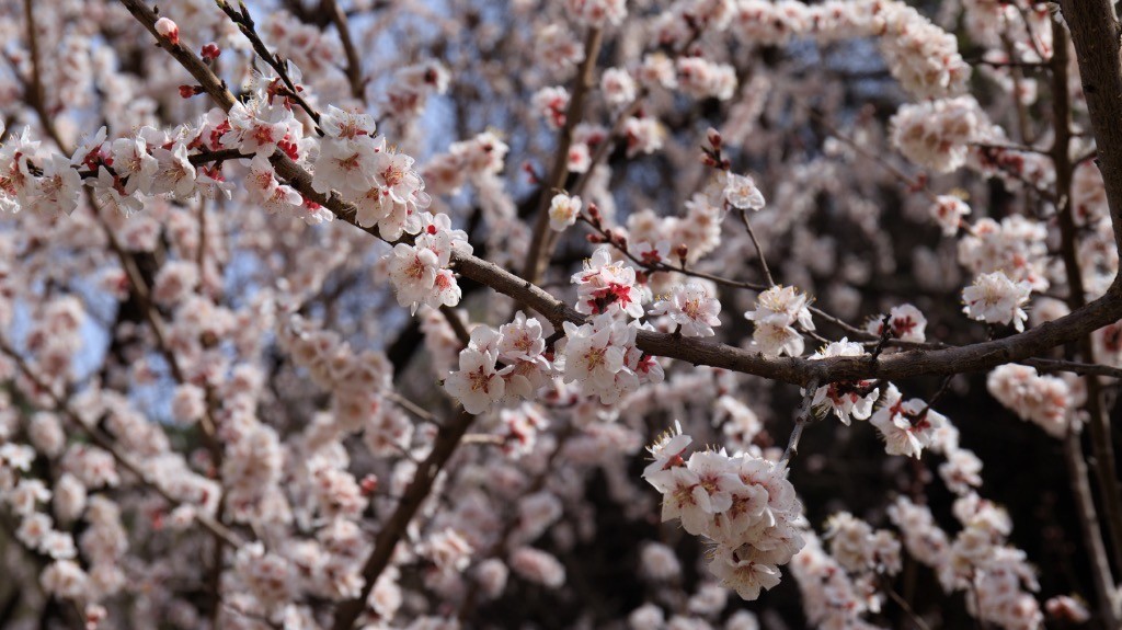 2023年春节风景随拍
