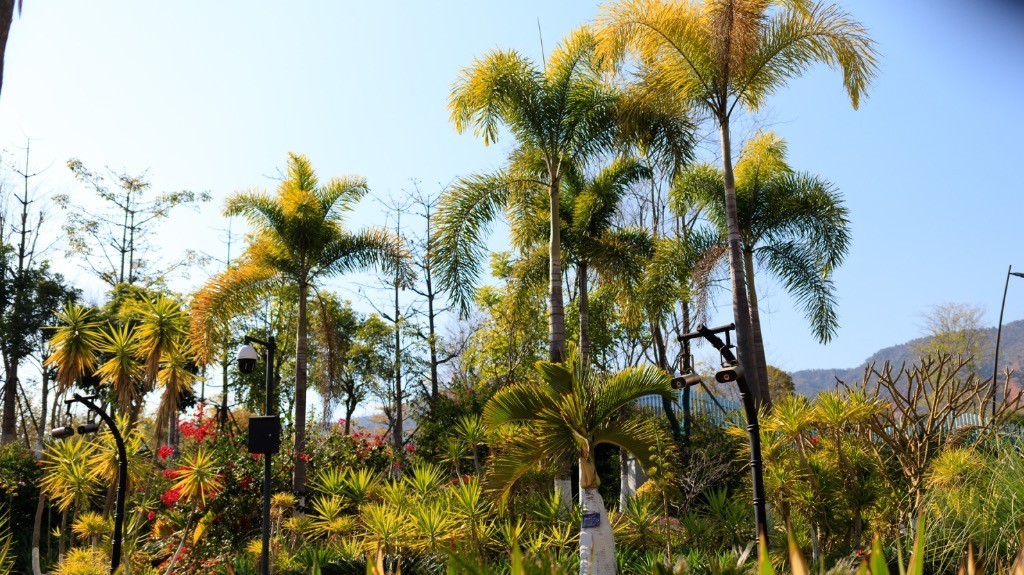 2023年春节风景随拍