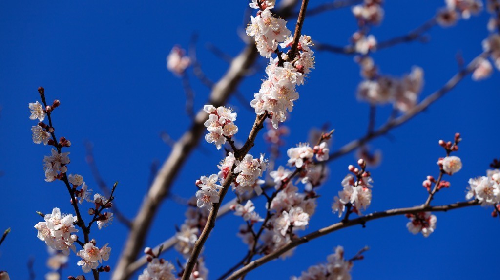 2023年春节风景随拍