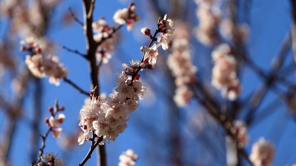 2023年春节风景随拍