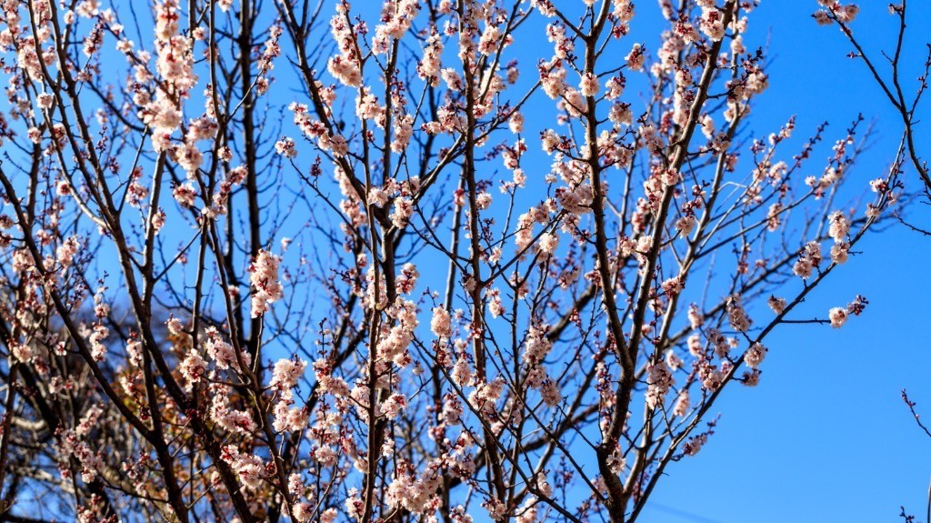 2023年春节风景随拍
