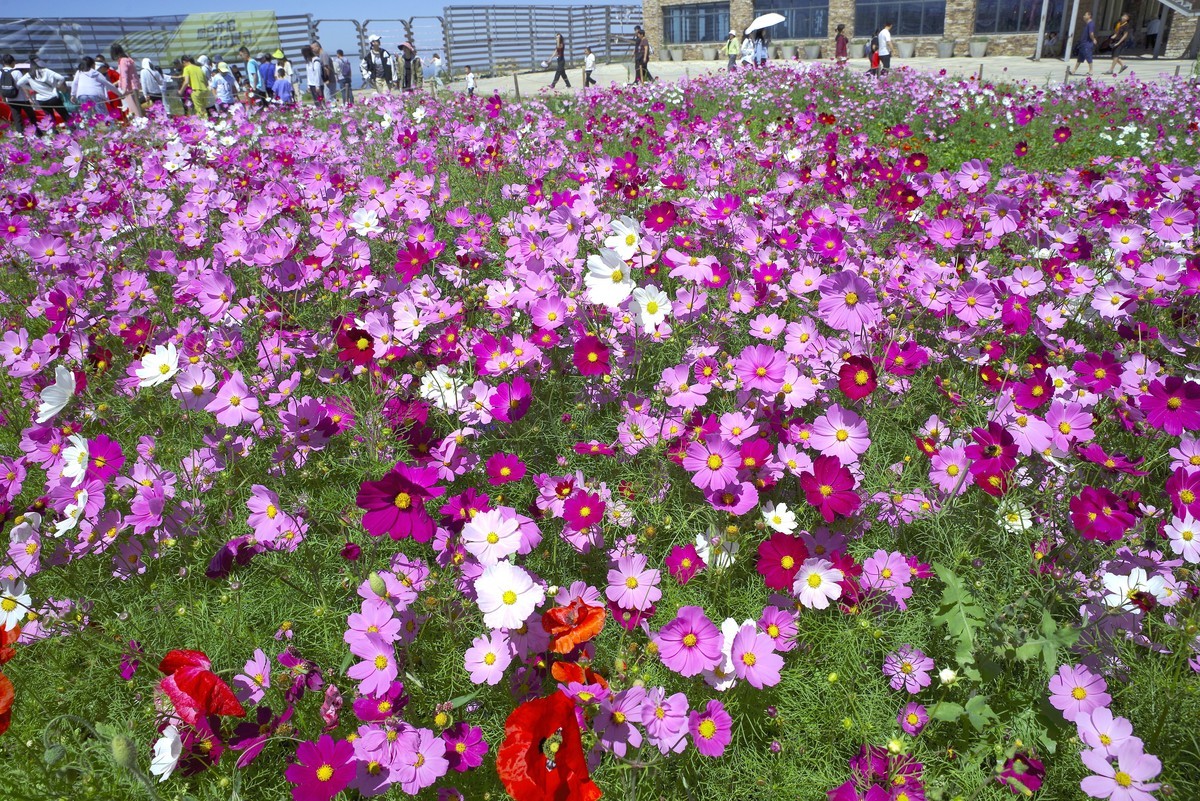 2023——河北省崇礼太舞小镇，到达山顶，这里的风景独好