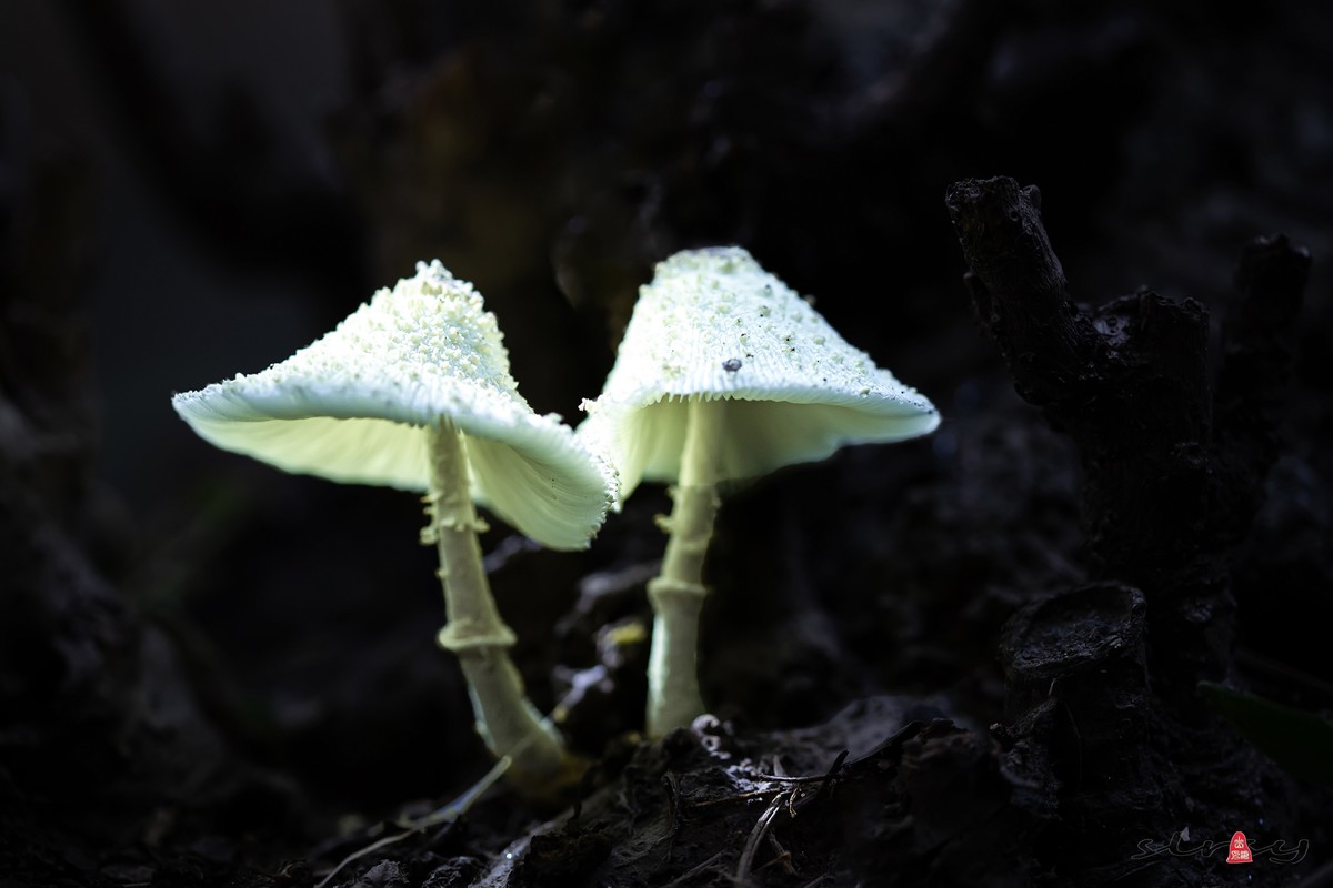 小品几片——野趣（野蘑菇）