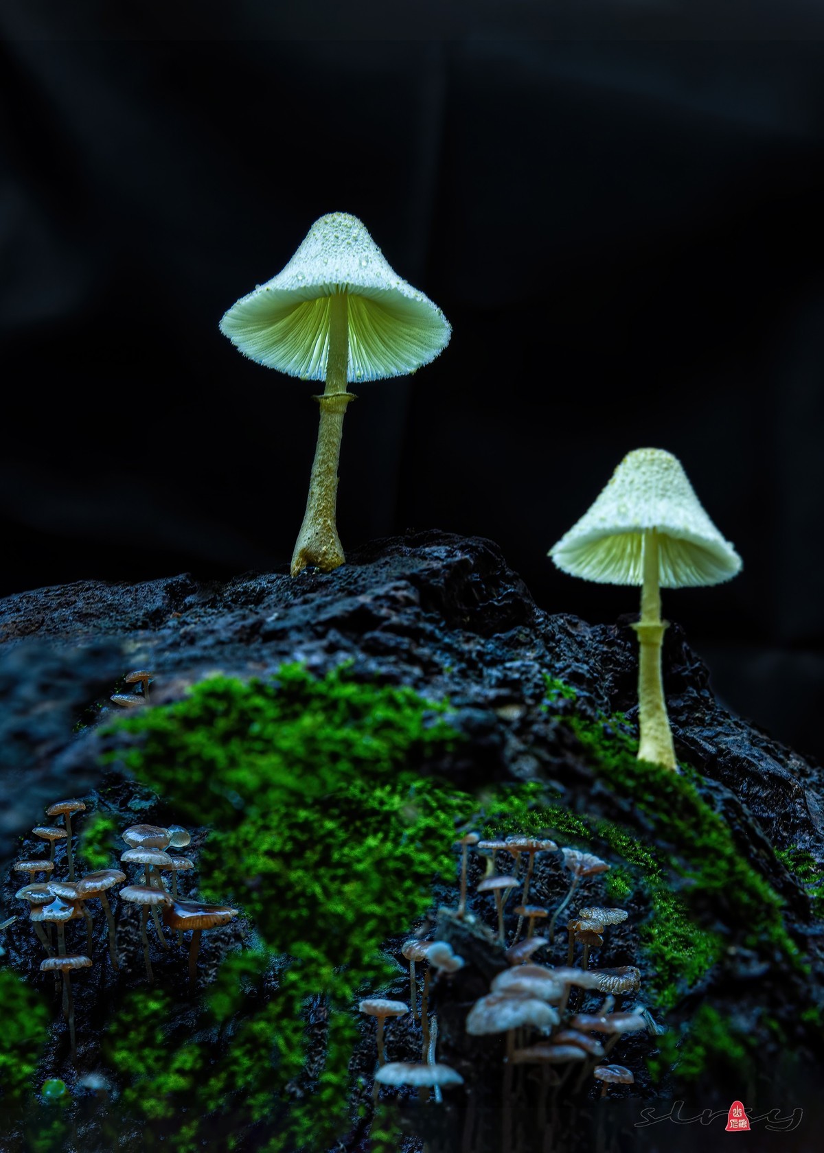 小品几片——野趣（野蘑菇）