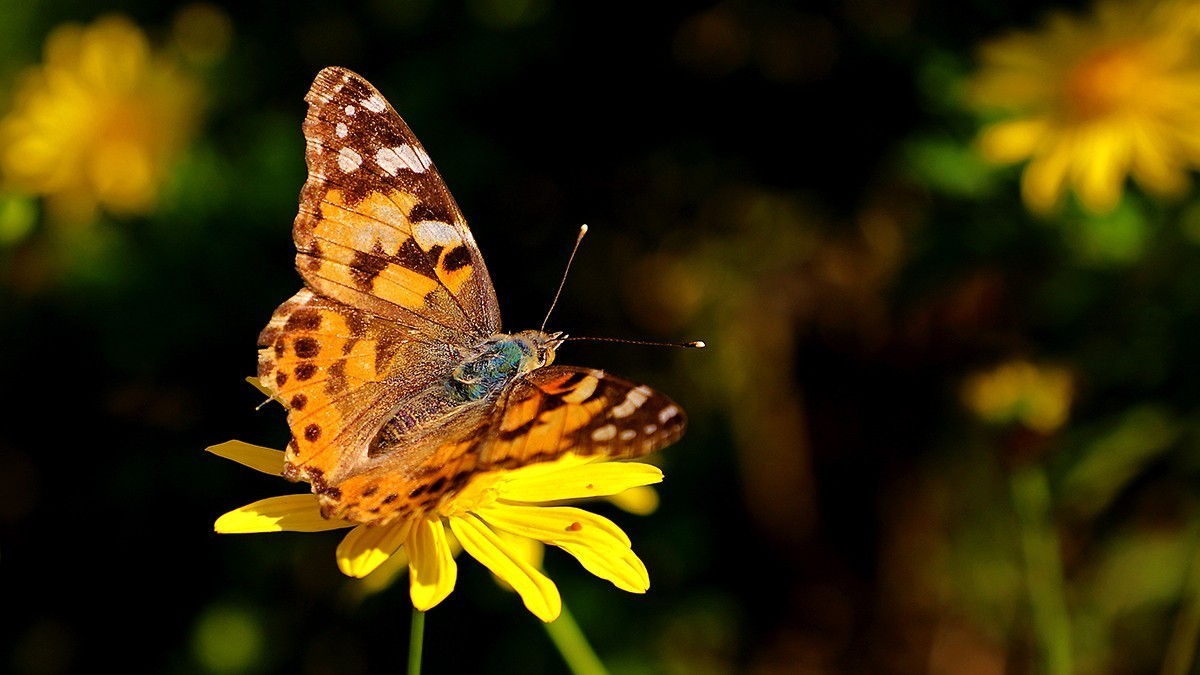 汉风起兮城    长安未央宫