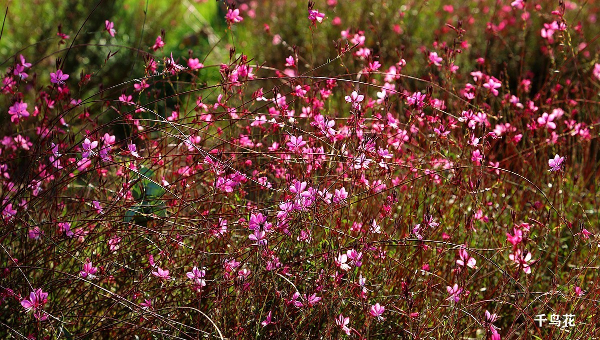 汉风起兮城    长安未央宫