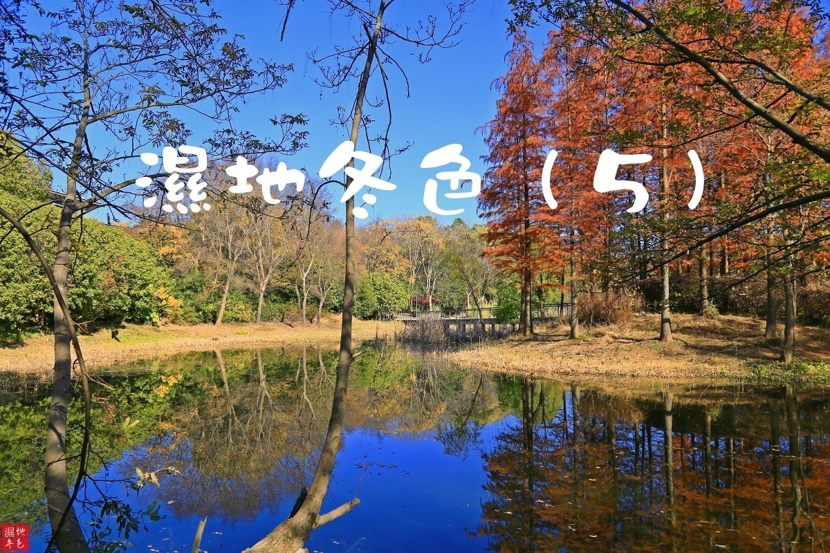 濕地冬色（6）