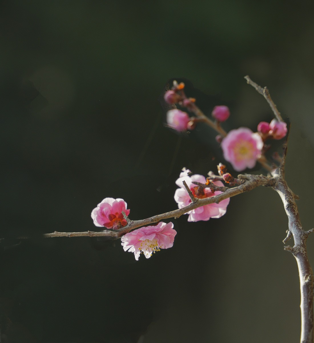 红梅吐艳（2）