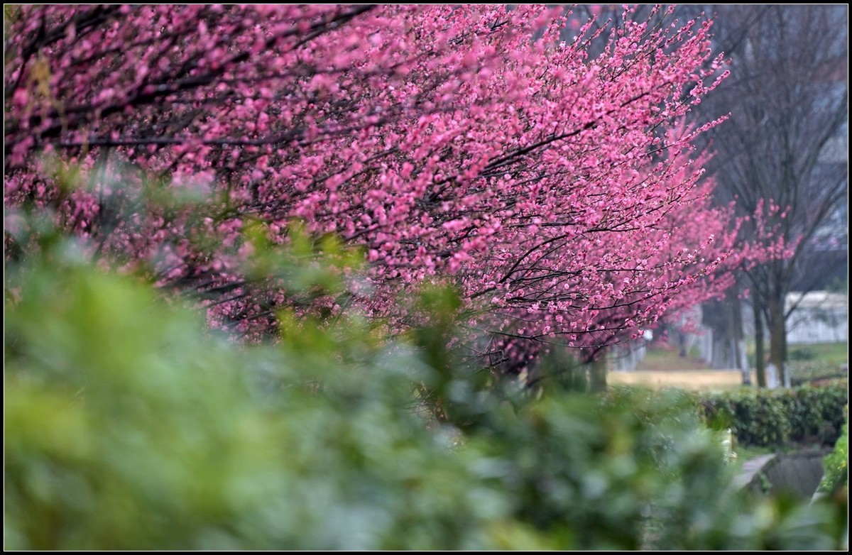 一院奇花春有主，几宵风雨不须寒