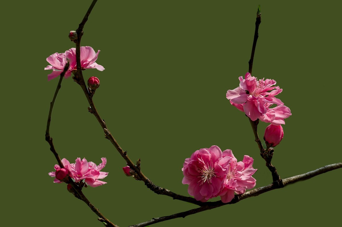 满园春色 之 《桃花（江畔独步寻花·其五）》