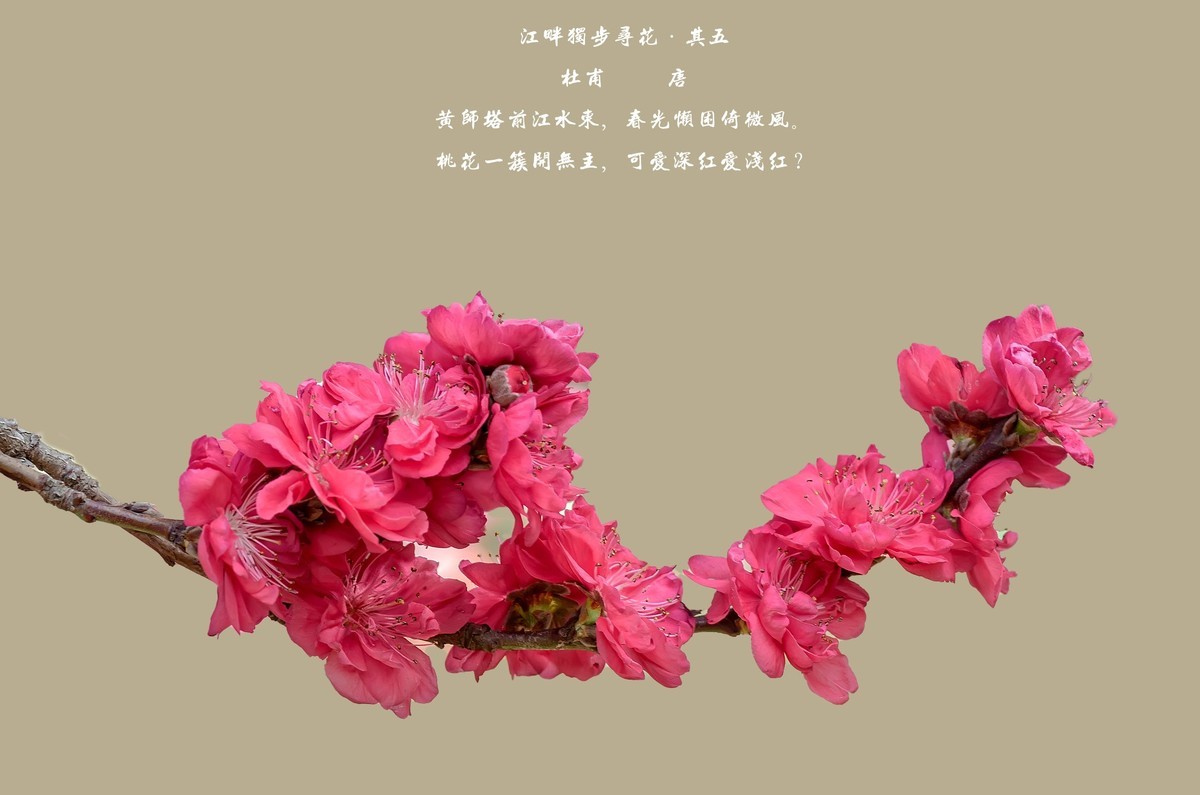 满园春色 之 《桃花（江畔独步寻花·其五）》