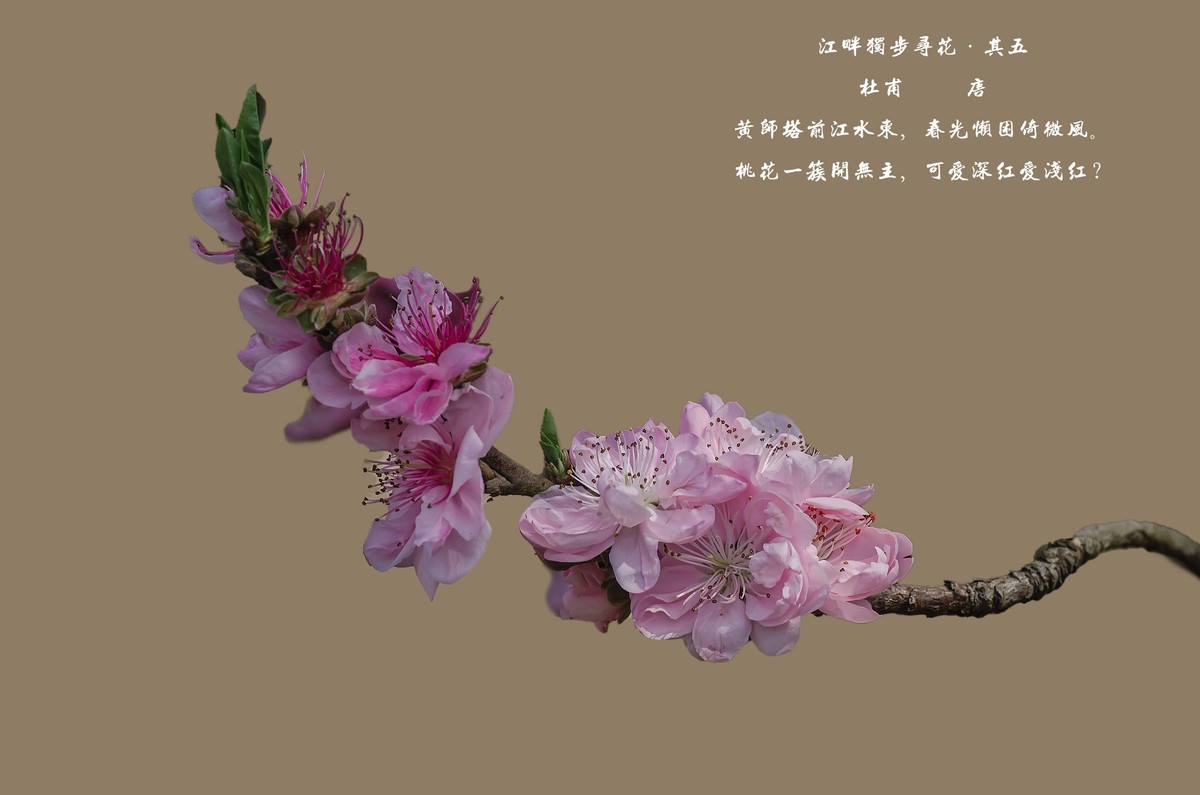满园春色 之 《桃花（江畔独步寻花·其五）》