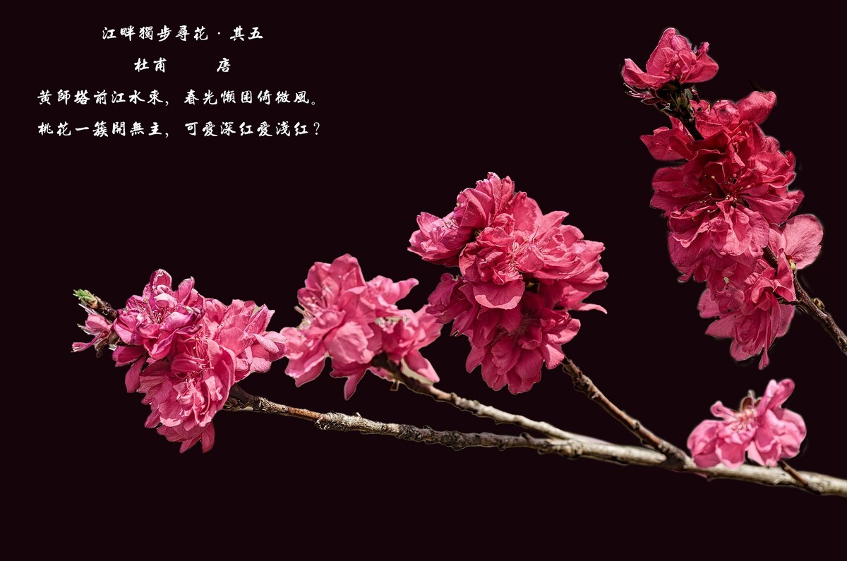 满园春色 之 《桃花（江畔独步寻花·其五）》