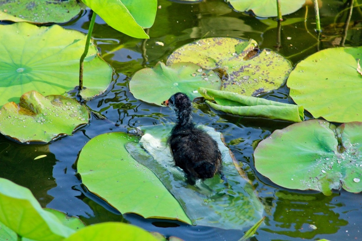 明湖随拍——孤独的小水鸡