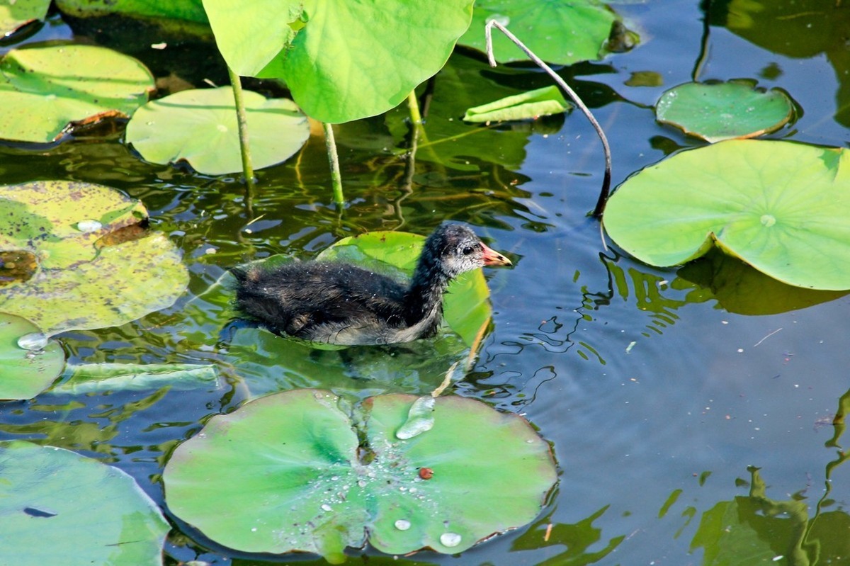 明湖随拍——孤独的小水鸡