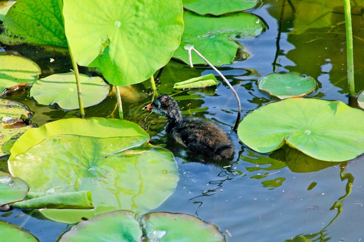 明湖随拍——孤独的小水鸡