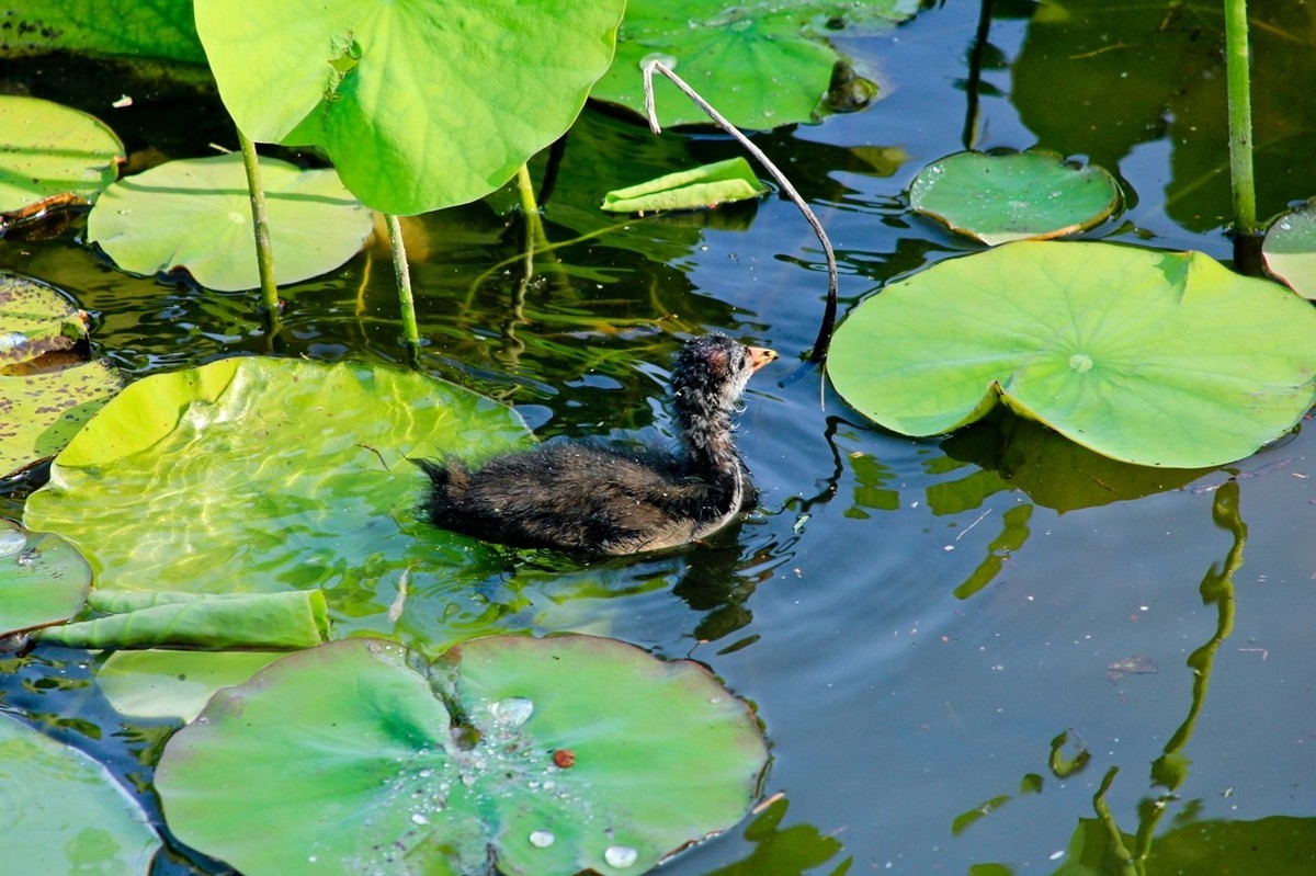 明湖随拍——孤独的小水鸡