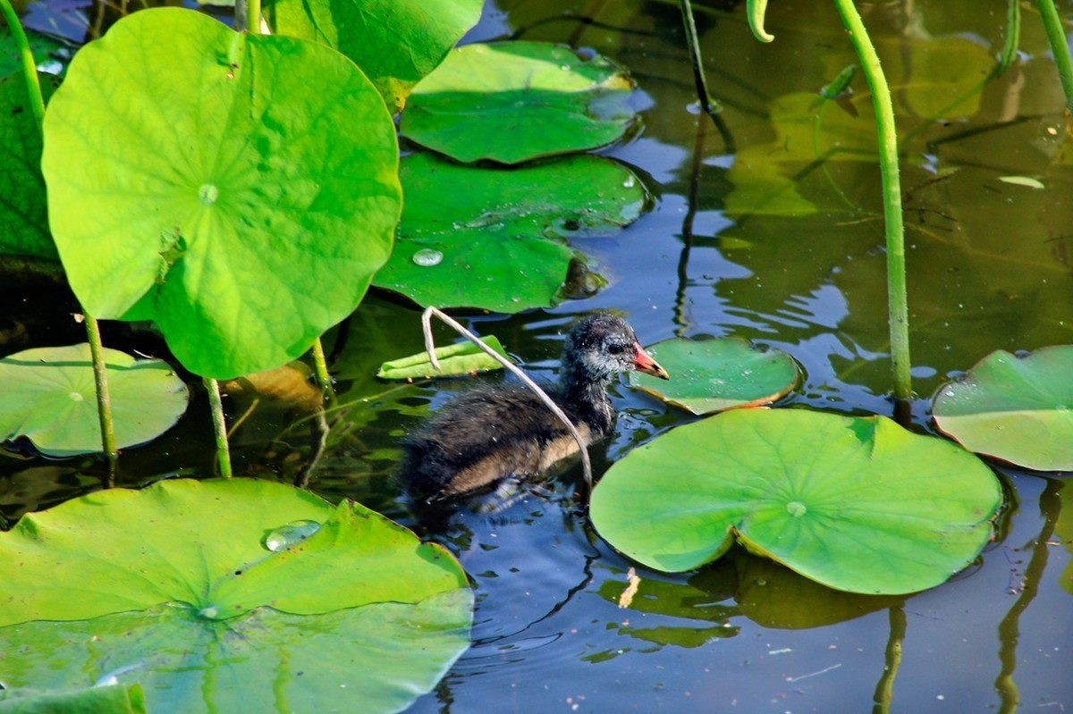 明湖随拍——孤独的小水鸡