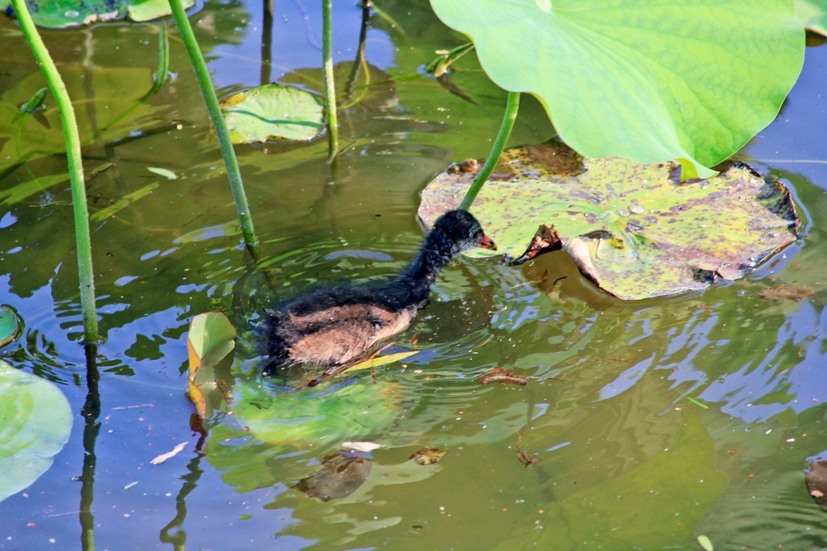 明湖随拍——孤独的小水鸡
